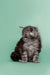 Fluffy gray Maine Coon kitten sitting upright, showcasing adorable cuteness