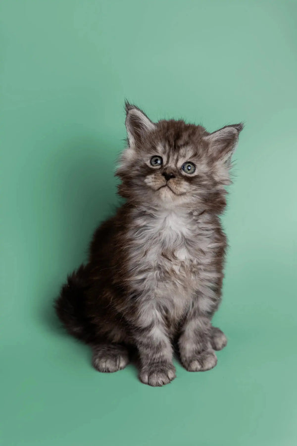 Fluffy gray Maine Coon kitten with wide eyes sitting upright, super adorable and playful