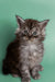 Fluffy gray tabby Maine Coon kitten with wide eyes, perfect for your home