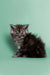 Fluffy gray tabby Maine Coon kitten sitting upright, perfect for any cat lover