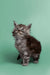 Fluffy gray tabby Maine Coon kitten with wide eyes and perked ears looking adorable