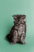 Fluffy gray tabby Maine Coon kitten sitting upright, showcasing its adorable personality