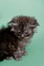 Fluffy gray tabby Maine Coon kitten with a grumpy look and big adorable eyes