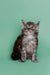 Fluffy gray tabby Maine Coon kitten sitting upright, adorably curious and playful