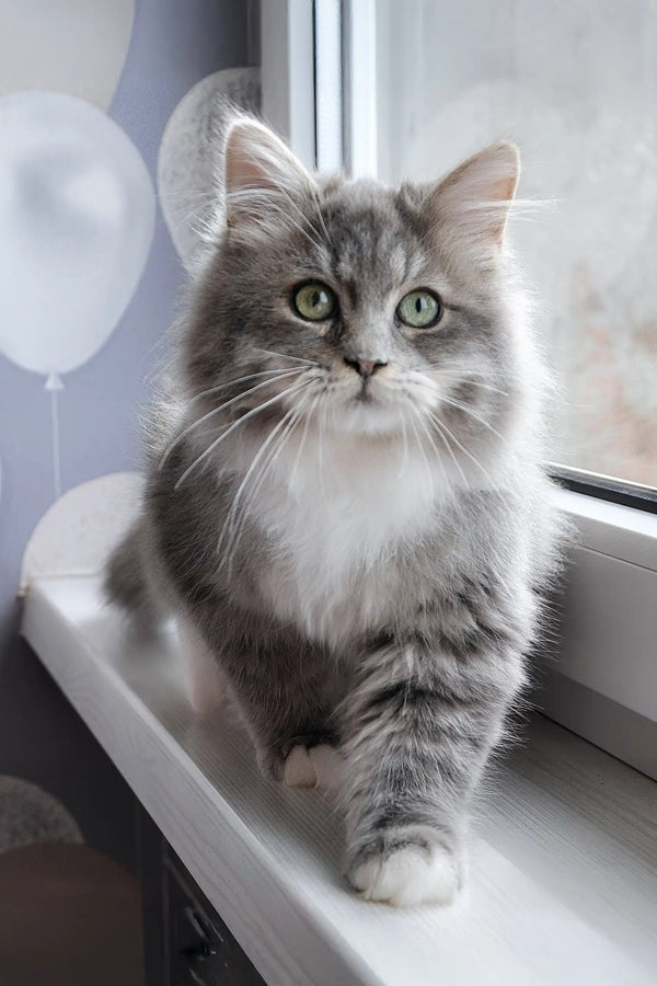 Hovard | siberian kitten