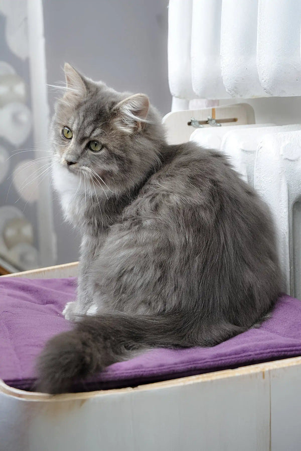 Hovard | siberian kitten