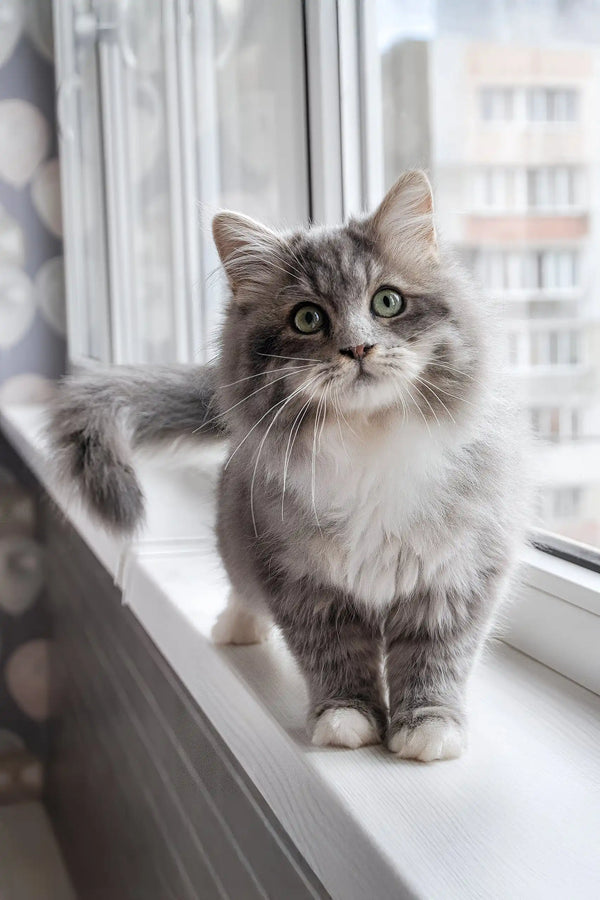 Hovard | siberian kitten