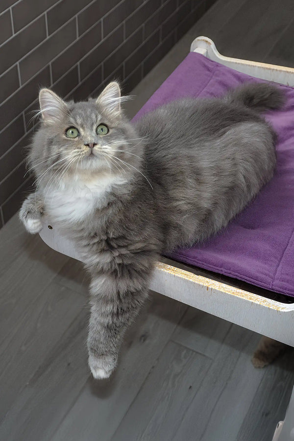 Hovard | siberian kitten