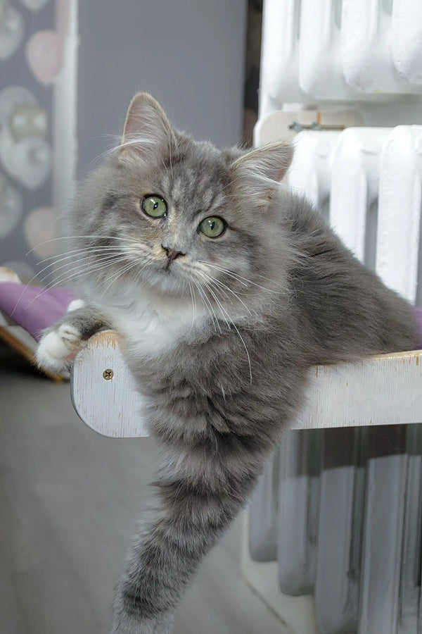 Hovard | siberian kitten