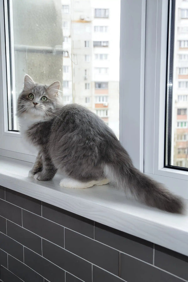 Hovard | siberian kitten