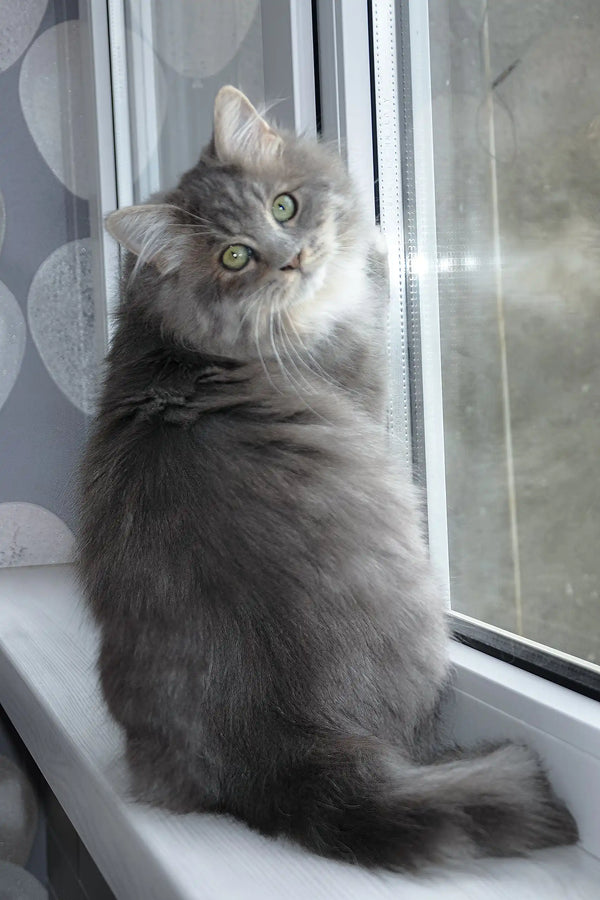 Hovard | siberian kitten