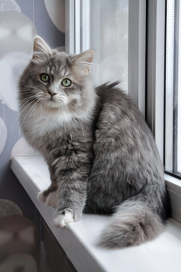 Hovard | siberian kitten