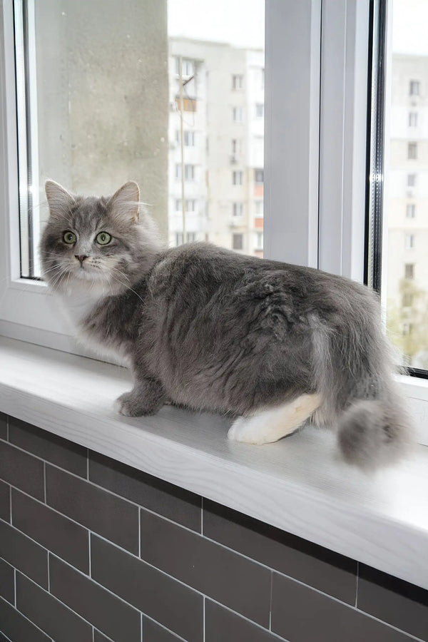 Hovard | siberian kitten