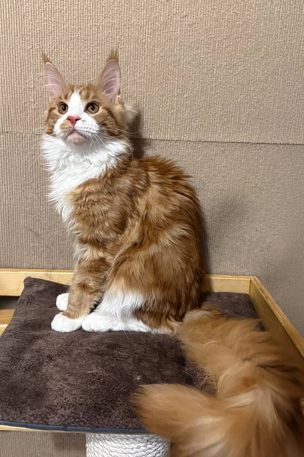 Orange and white Maine Coon cat in the Howard Maine Coon Kitten product showcase