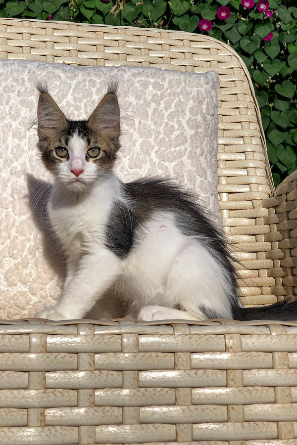 Gray and white Maine Coon kitten lounging on a cozy woven chair with a cushion