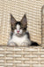 Tabby Maine Coon kitten with pointed ears relaxing on a woven chair