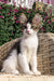 Adorable Maine Coon kitten with large ears lounging on a cozy woven surface