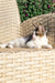 Maine Coon kitten relaxing on stylish woven wicker furniture