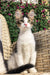 Maine Coon kitten sitting upright on a wicker chair with alert ears and green eyes