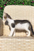 Gray and white Maine Coon kitten perched on a woven wicker chair