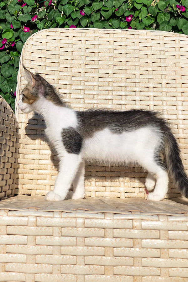 Gray and white Maine Coon kitten perched on a woven wicker chair