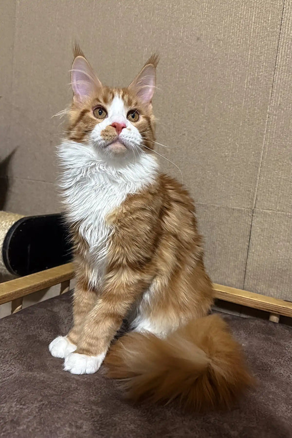Adorable orange and white Maine Coon cat named Howard, perfect Maine Coon kitten