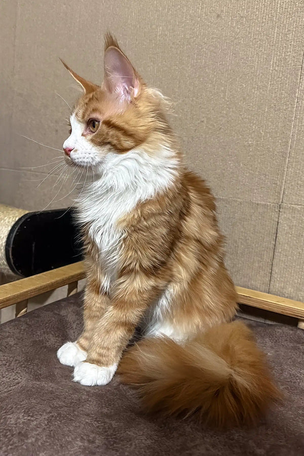 Cute orange and white Maine Coon cat named Howard, perfect for Maine Coon lovers