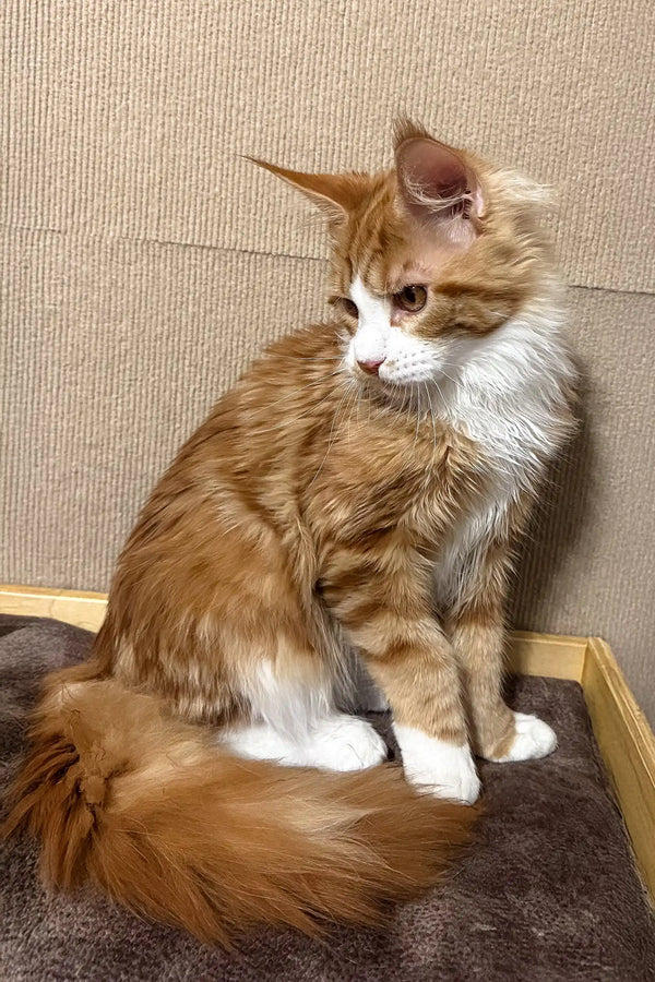 Adorable Orange and White Maine Coon Cat in Howard Maine Coon Kitten product display