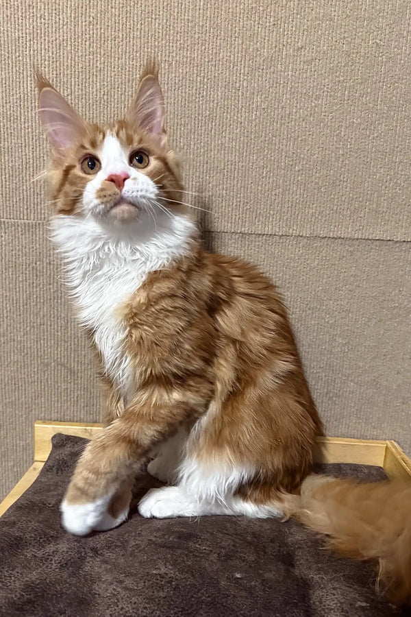 Cute Orange and white Maine Coon cat named Howard in Maine Coon Kitten product