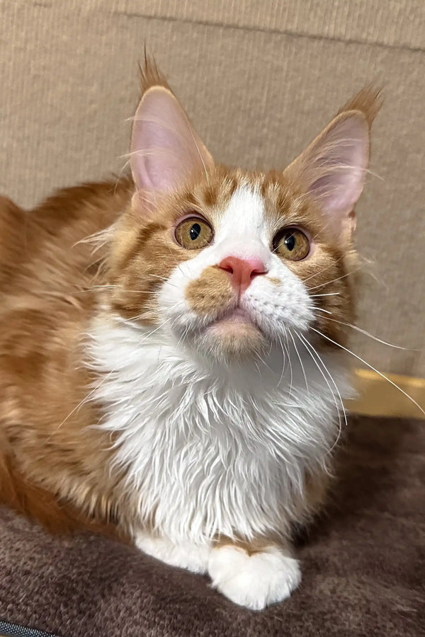 Orange and white Maine Coon cat in the Howard Maine Coon Kitten product display