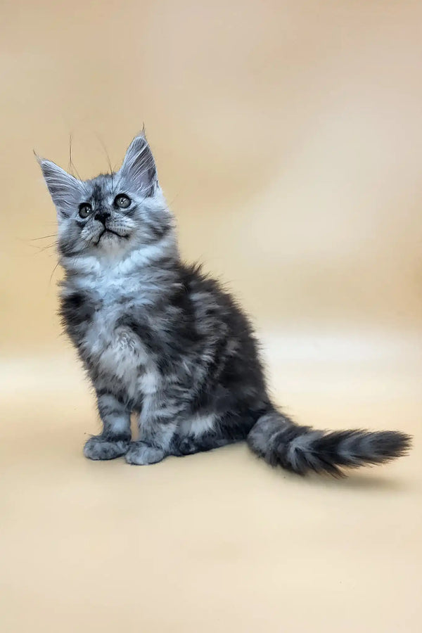 Huch | maine coon kitten