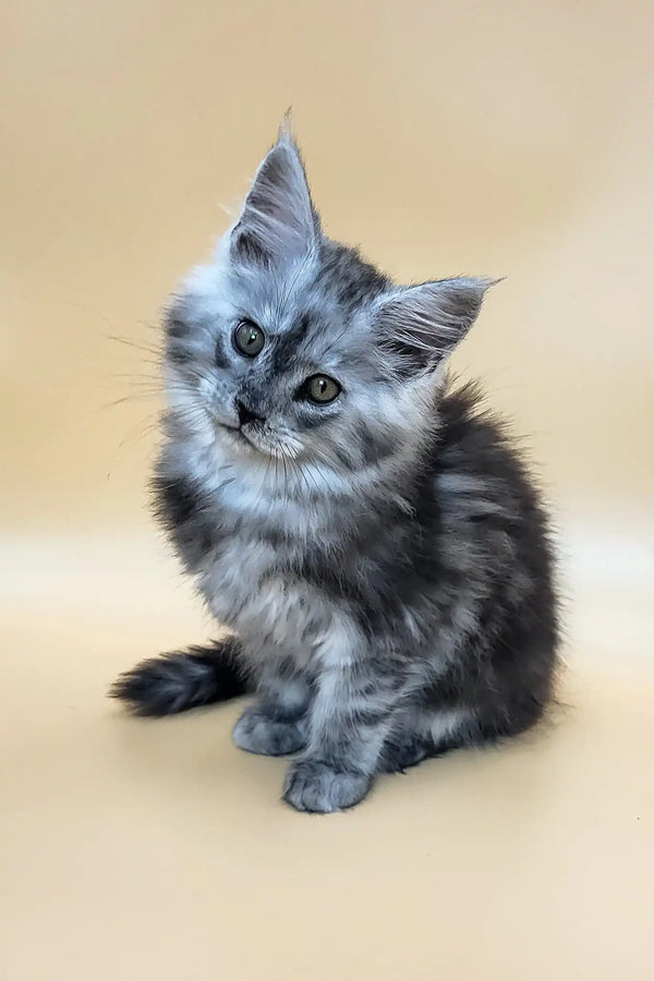 Huch | maine coon kitten