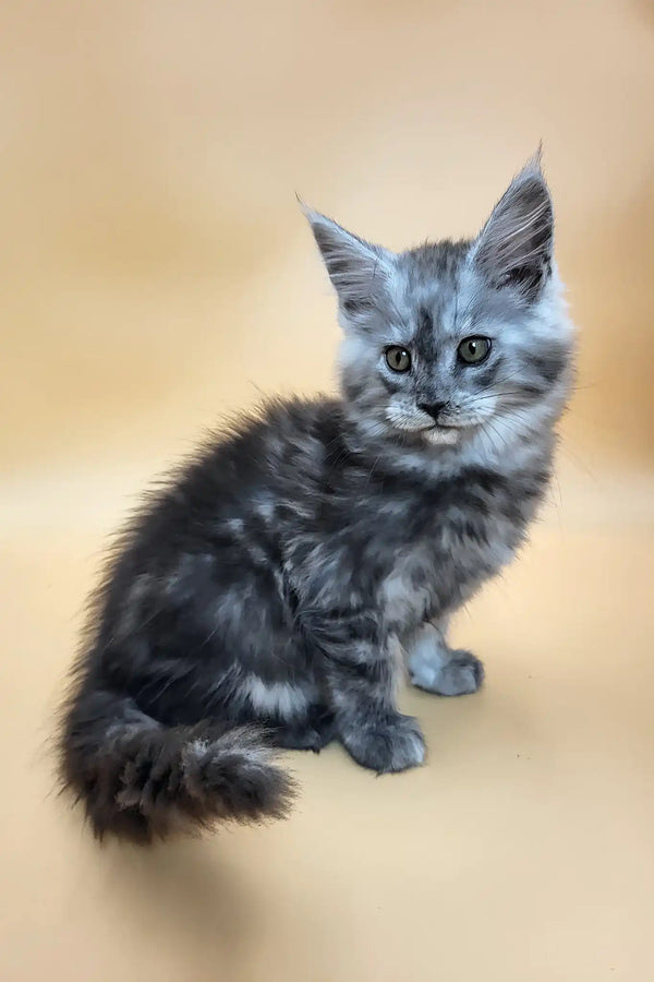 Huch | maine coon kitten