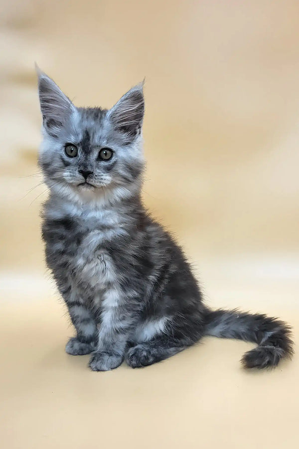 Huch | maine coon kitten