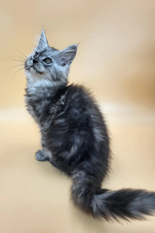 Huch | maine coon kitten