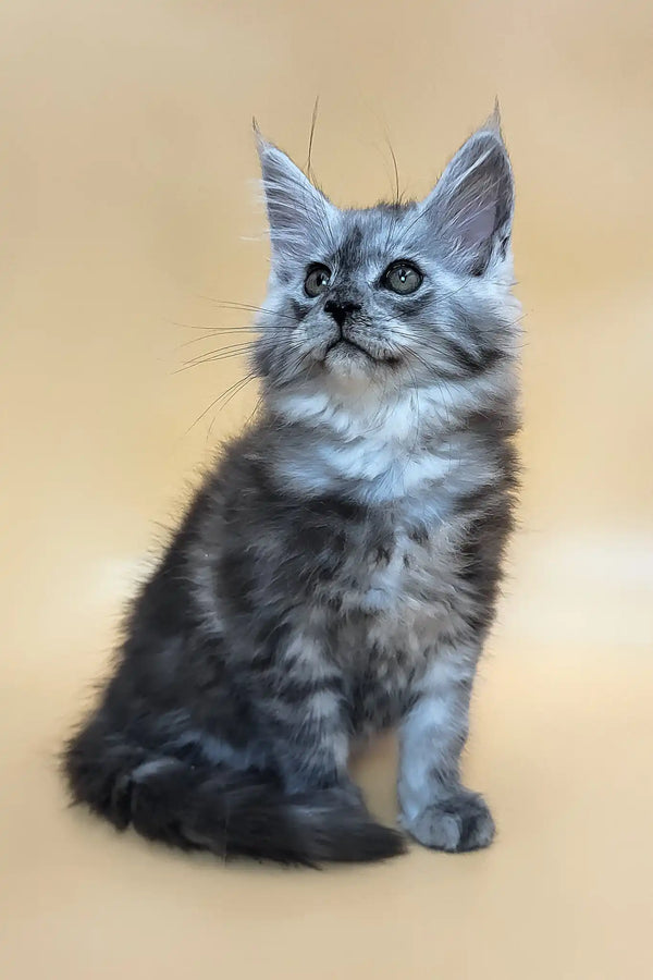 Huch | maine coon kitten