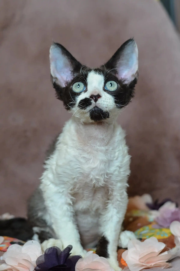 Black and white Devon Rex kitten Hugo with stunning turquoise eyes