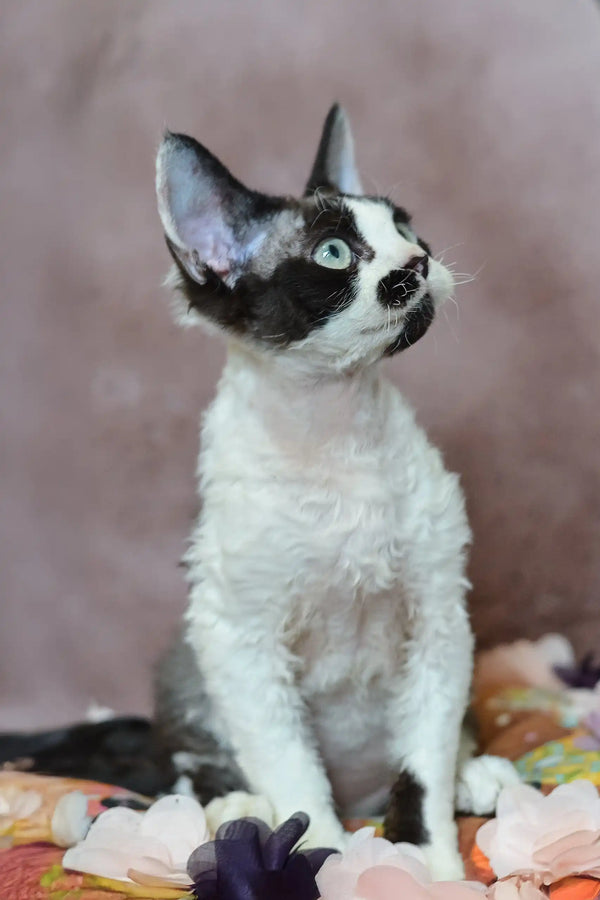 Black and white Devon Rex kitten named Hugo with stunning blue eyes