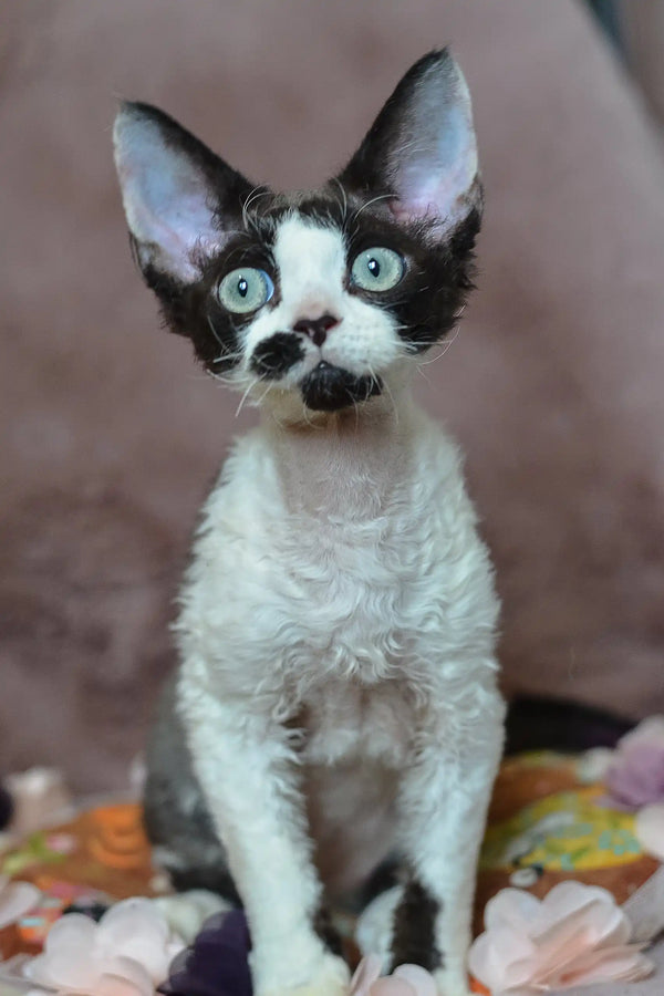 Cute black and white Devon Rex kitten named Hugo with stunning blue eyes