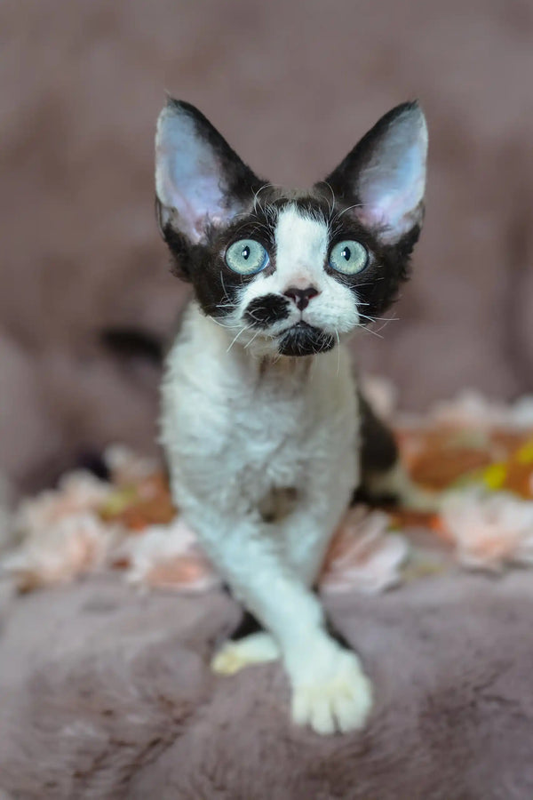 Cute black and white Devon Rex kitten named Hugo with bright turquoise eyes