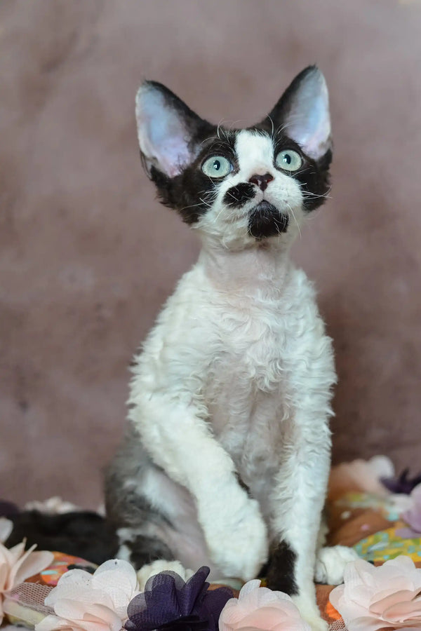 Black and white Devon Rex kitten named Hugo lounging in a flower garden
