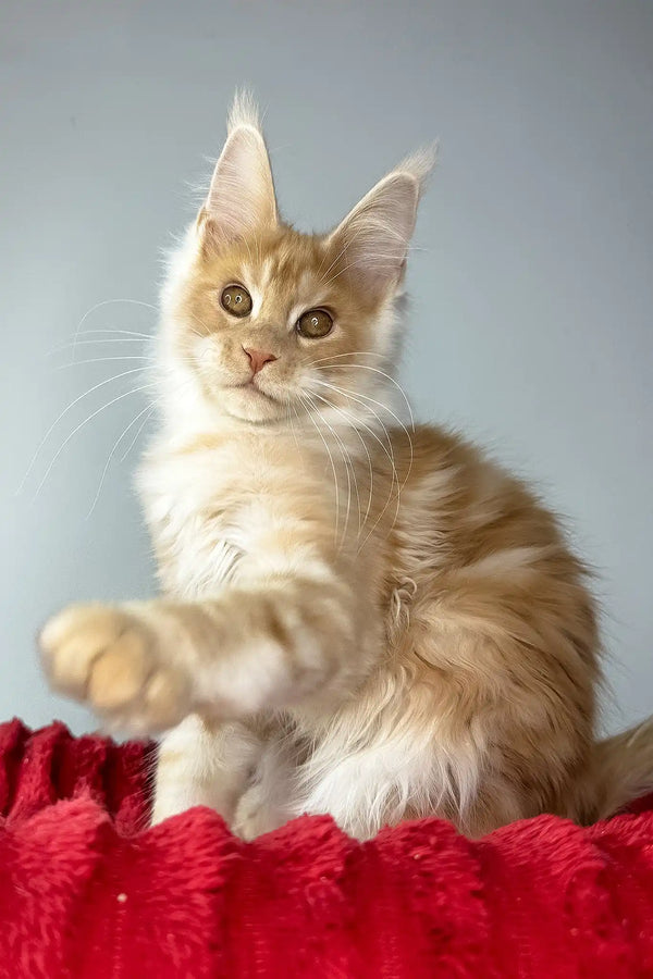 Hugo | maine coon kitten
