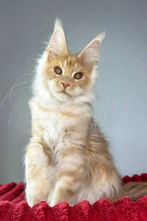 Hugo | maine coon kitten