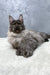 Fluffy gray Maine Coon kitten named Hugo relaxing on soft white fabric