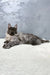 Gray Maine Coon cat chilling on a white surface, perfect for a cute kitten product