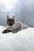 Gray and black Maine Coon cat Hugo lying down with alert ears, looking curious and adorable