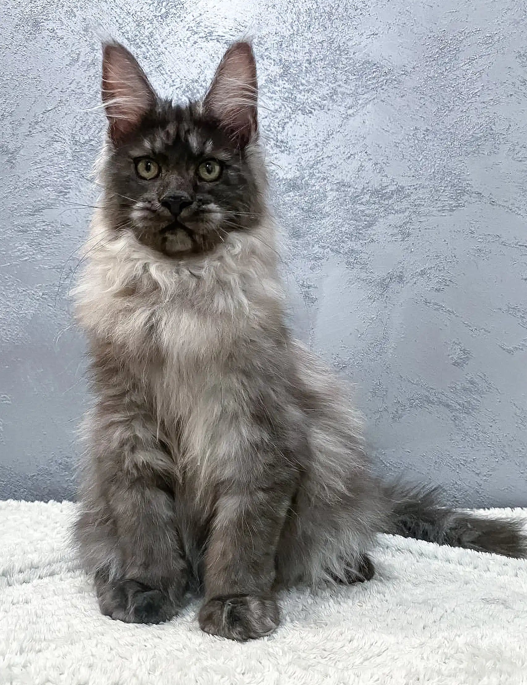 Majestic Maine Coon kitten Hugo with smoky gray fur and fluffy white chest