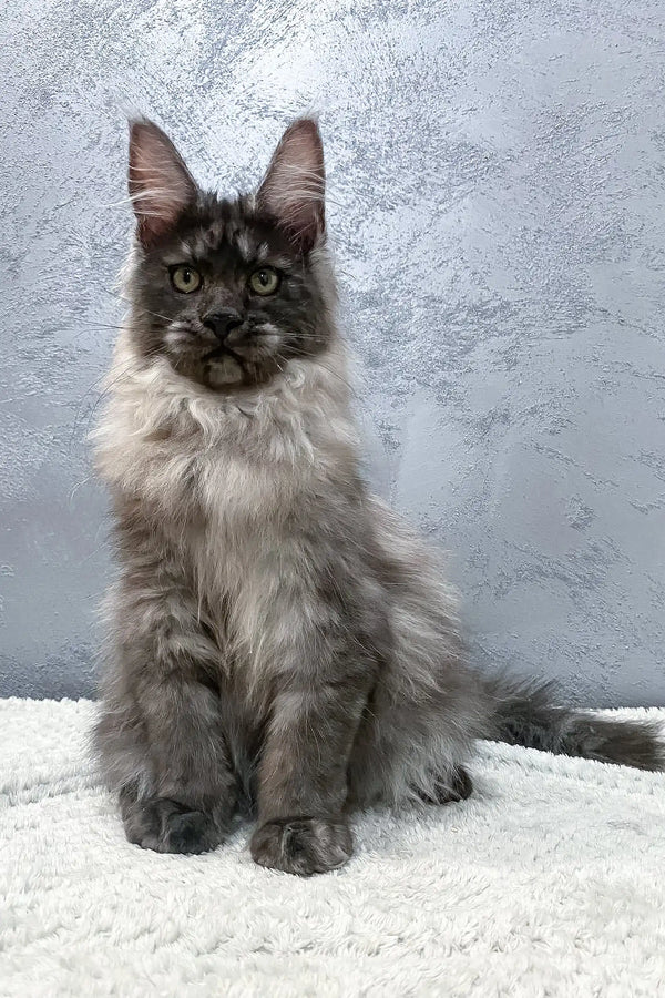 Majestic Maine Coon kitten Hugo with smoky gray fur and fluffy white chest