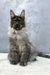 Majestic Maine Coon kitten Hugo with smoky gray fur and alert pointed ears