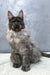 Majestic grey Maine Coon kitten Hugo with fluffy fur and pointed ears